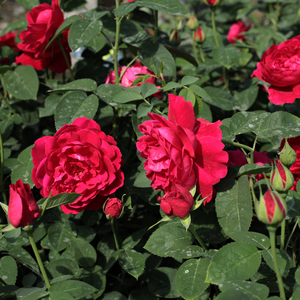 Rdeča - Vrtnice Floribunda    